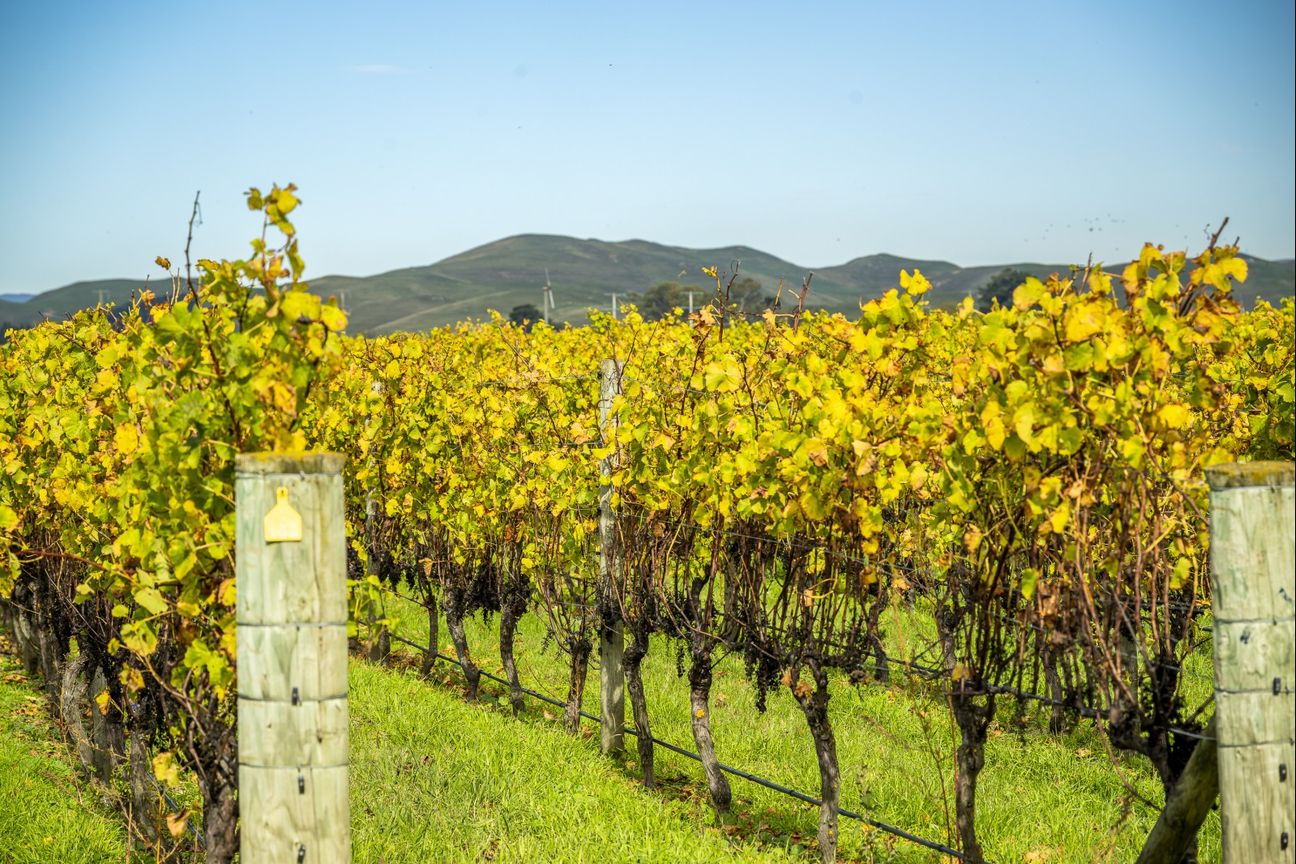 Hikumutu Vineyard - Premium 16.8ha Vineyard – pohled 4