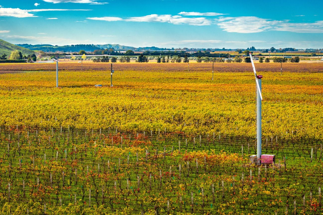 Hikumutu Vineyard - Premium 16.8ha Vineyard – pohled 2
