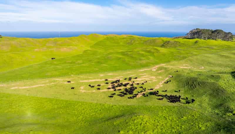  Pinaki Road, Dargaville