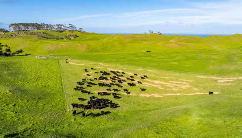  Pinaki Road, Dargaville