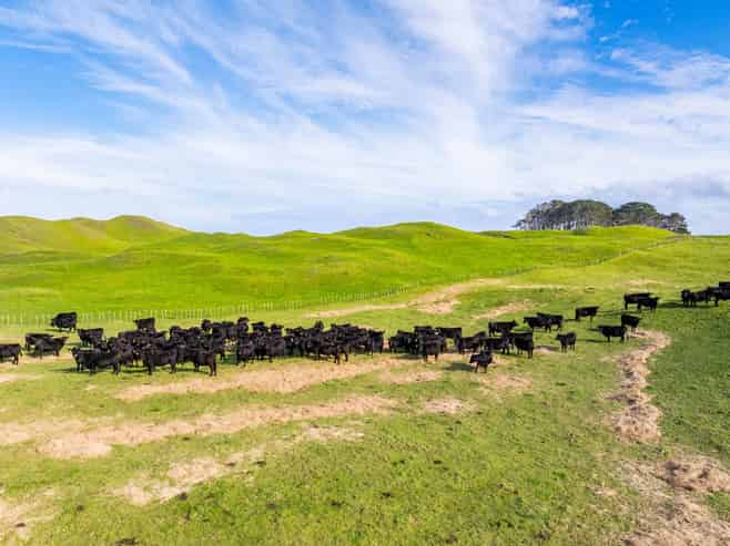  Pinaki Road, Dargaville