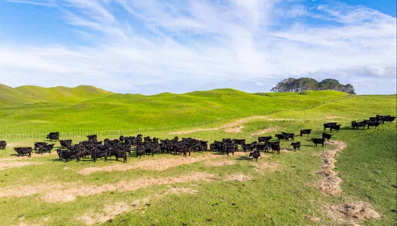  Pinaki Road, Dargaville
