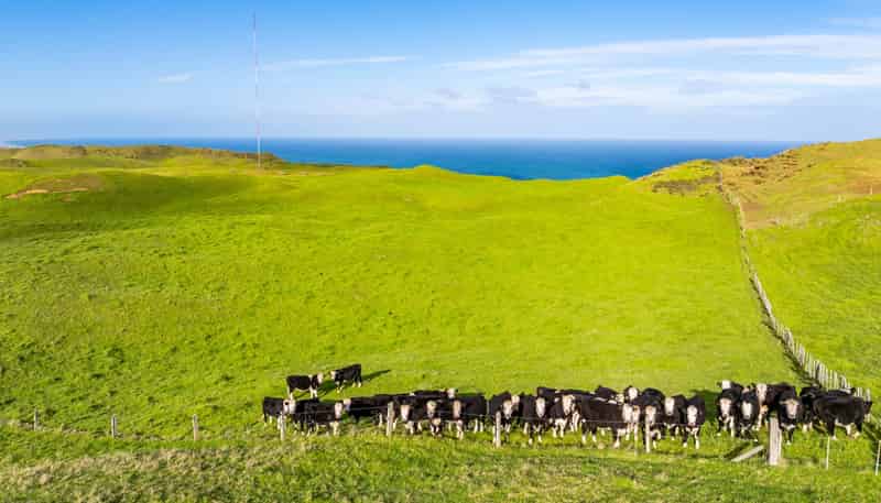  Pinaki Road, Dargaville