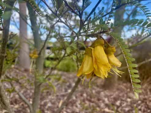 3 Karaka Place, Kinloch