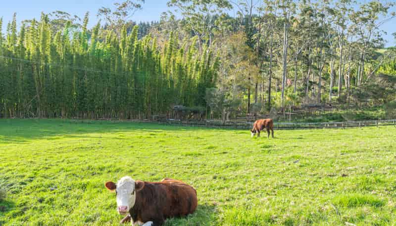 11 Pineview Lane, Helensville