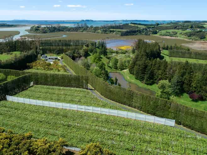 12 Sargent Drive, Whakamarama