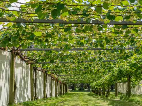 12 Sargent Drive, Whakamarama