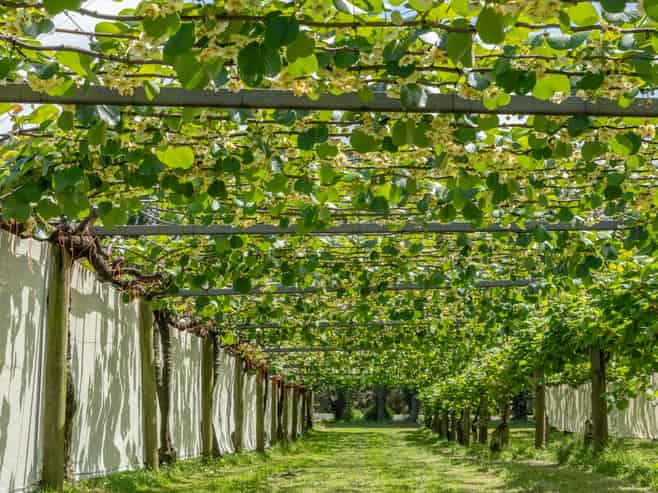 12 Sargent Drive, Whakamarama