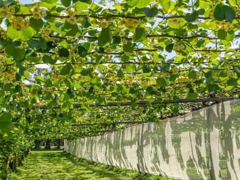 12 Sargent Drive, Whakamarama