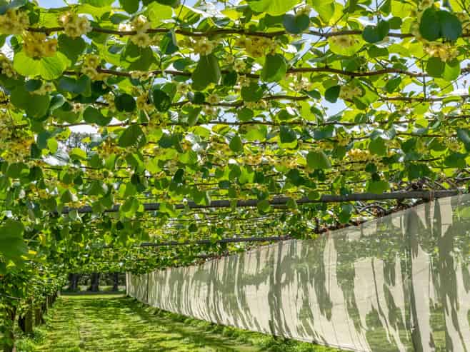 12 Sargent Drive, Whakamarama