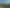 Vinegar Hill Road, Kauri