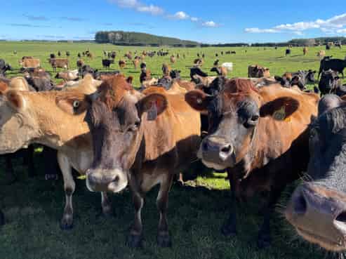 1480  State Highway 1, Glen Oroua