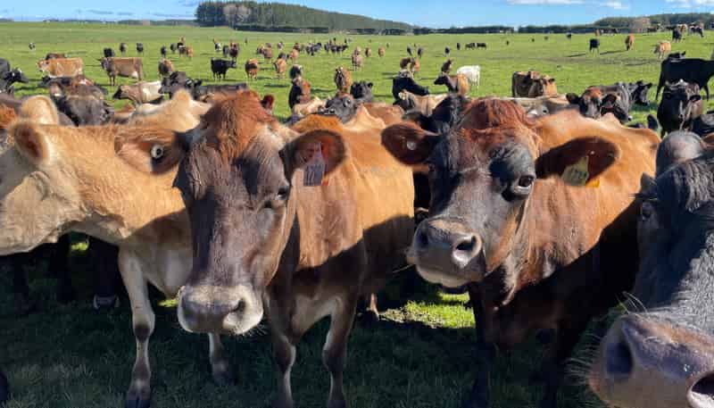 1480  State Highway 1, Glen Oroua