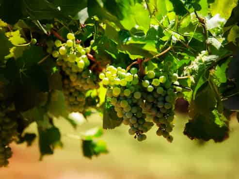 91 Eckfords Road, Blenheim