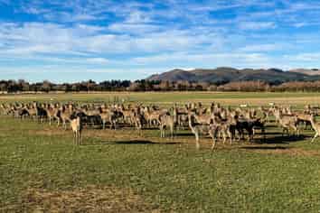 199 Mossburn-Five Rivers Road, Mossburn