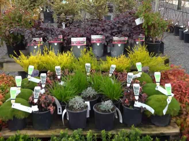 Established Tree Nursery for Sale - Allwood Trees