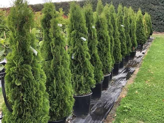 Established Tree Nursery for Sale - Allwood Trees