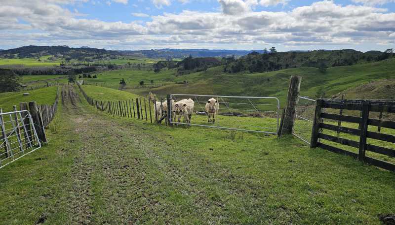 113C Marua Road, Hikurangi