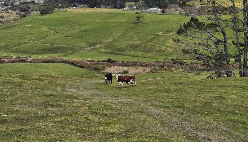 113C Marua Road, Hikurangi