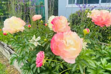  10 William Street, Marton