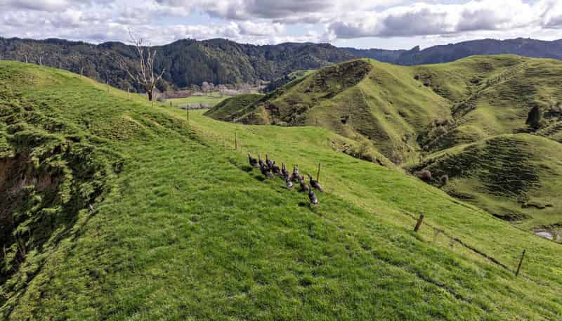 169 Addison Road, Waimana