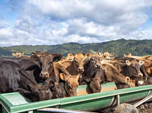 169 Addison Road, Waimana