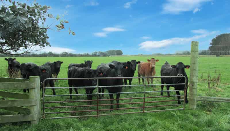 723 Papatotara Road, Tuatapere