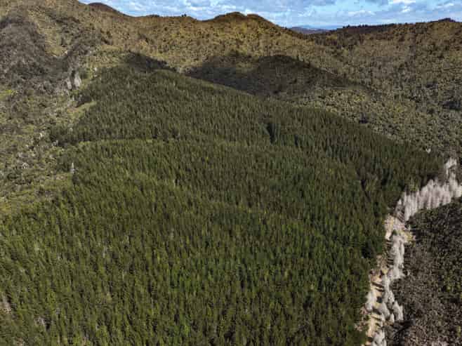 SH5 Napier-Taupo Highway, Broadlands Forest