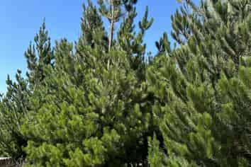 Lot 11 Taieri Peak Road, Palmerston