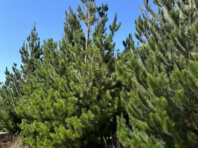 Lot 11 Taieri Peak Road, Palmerston