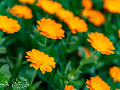 70 Jellicoe Road, Ruawai