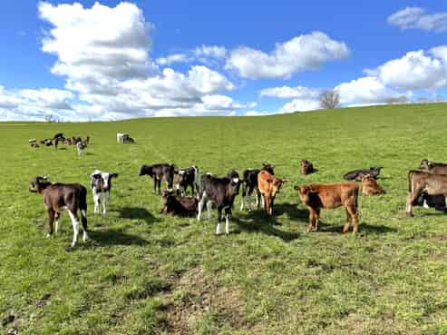 233B Kio Kio Station Road, Otorohanga