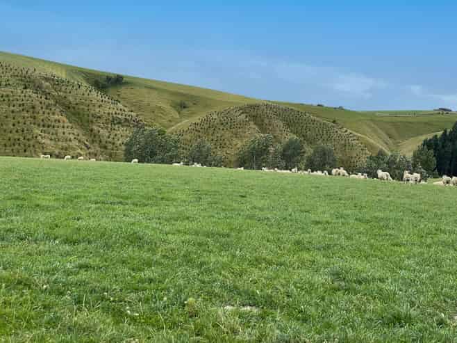 446 Skinner Road, Puketi