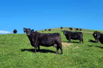 150 Macaulay Road, Awamoko