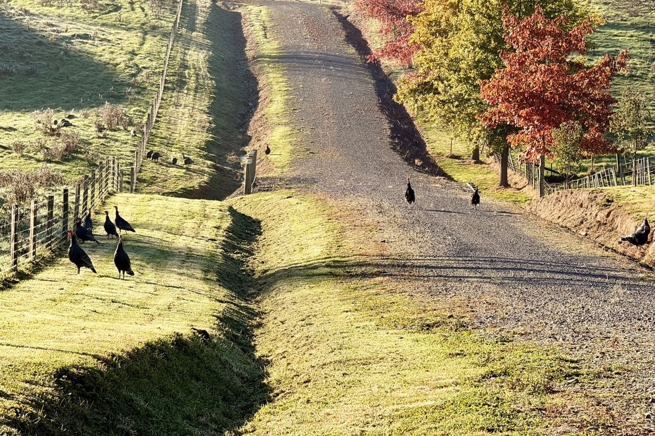 Two cracker Kahuranaki sections - Więcej