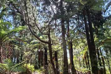 364 Virgin Flat Road, Cape Foulwind