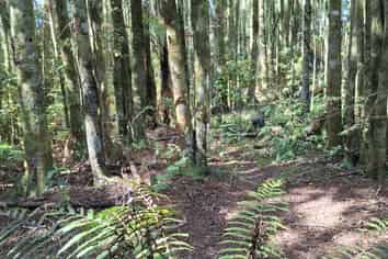 364 Virgin Flat Road, Cape Foulwind