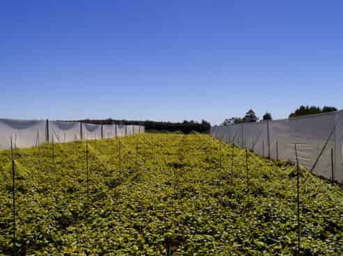 471b Old Coach Road, Paengaroa