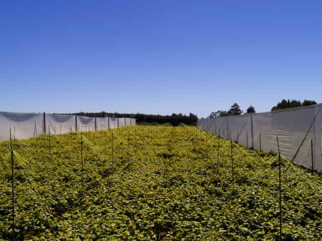 471b Old Coach Road, Paengaroa