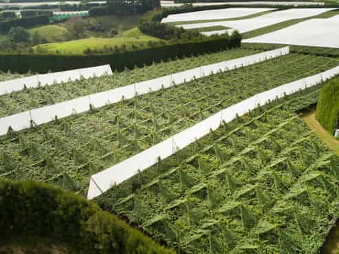 471b Old Coach Road, Paengaroa