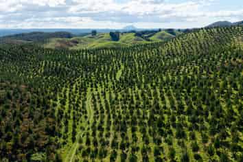  Tau Ke Moehewa Forest, Galatea