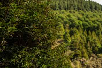  Cranco Forest, Dannevirke