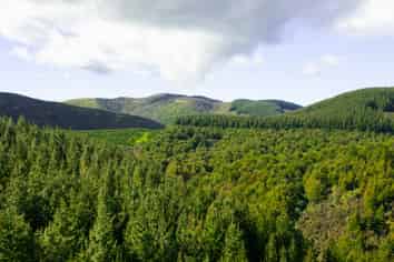  Cranco Forest, Dannevirke