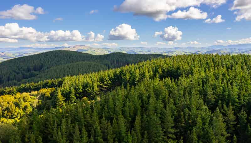  Cranco Forest, Dannevirke
