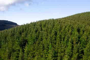  Cranco Forest, Dannevirke