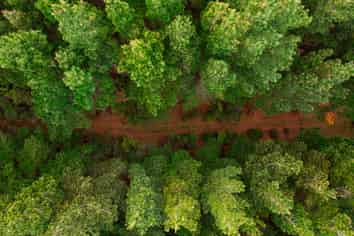  Cranco Forest, Dannevirke