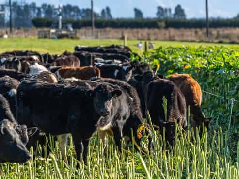  Hartnells Road, Hororata