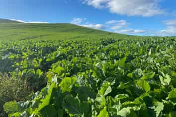 55 Rutherford Road, Albury