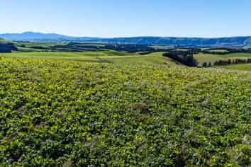 55 Rutherford Road, Albury