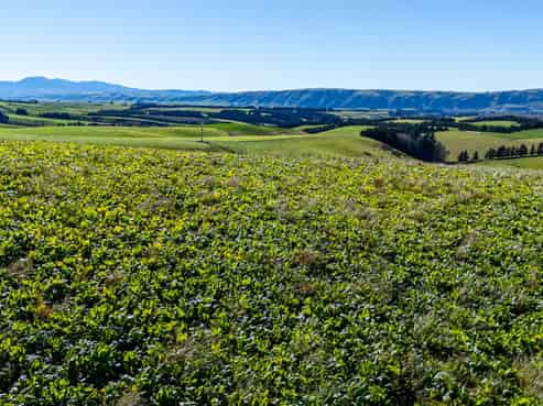 55 Rutherford Road, Albury